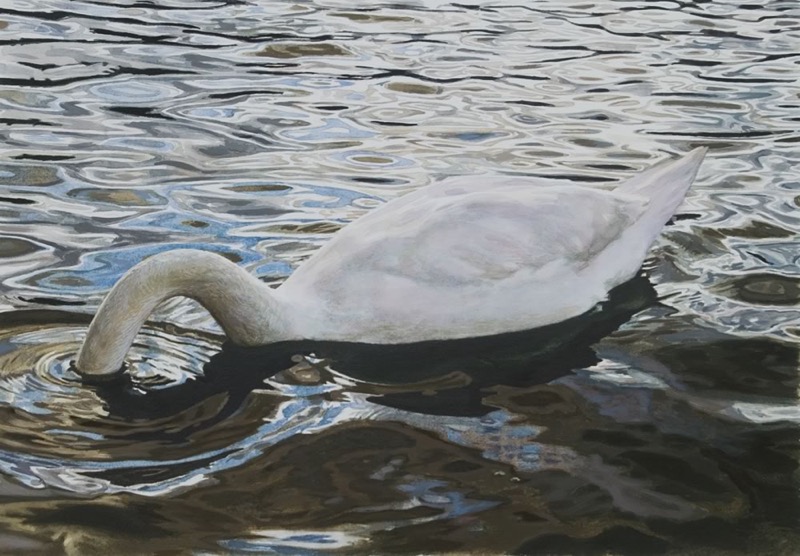 Aquarell und Gouache: Ein Schwan taucht seinen Kopf unter Wasser, die Wasseroberfläche schimmert in Blau, Braun und Grau.