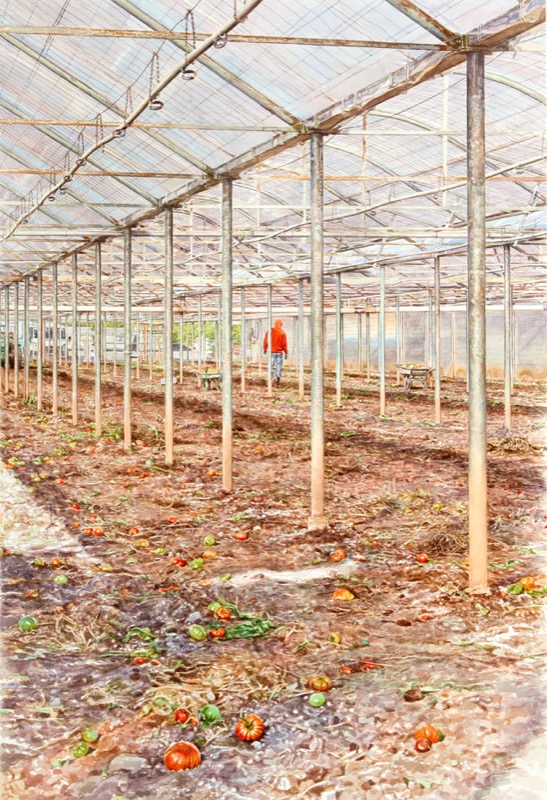 Aquarell: Eine leere Gewächshaushalle mit dünnen Stützen, auf dem Boden liegen rote und grüne Tomaten, hinten geht eine Person in oranger Jacke.
