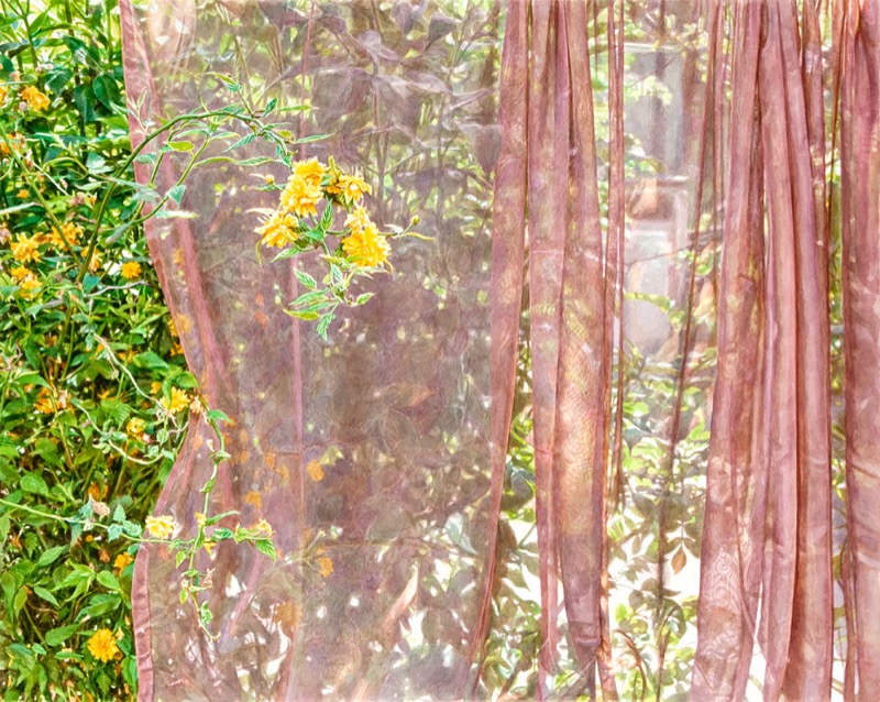 Aquarell: Ein durchscheinender rosa Vorhang vor einem Garten mit gelben Blüten und grünen Büschen.