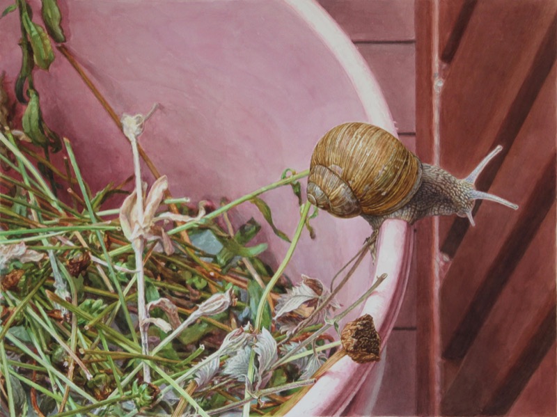 Aquarell: Eine Weinbergschnecke klettert über den Rand einer rosa Schüssel, die mit Pflanzenresten gefüllt ist, rechts eine rotbraune Holzwand.