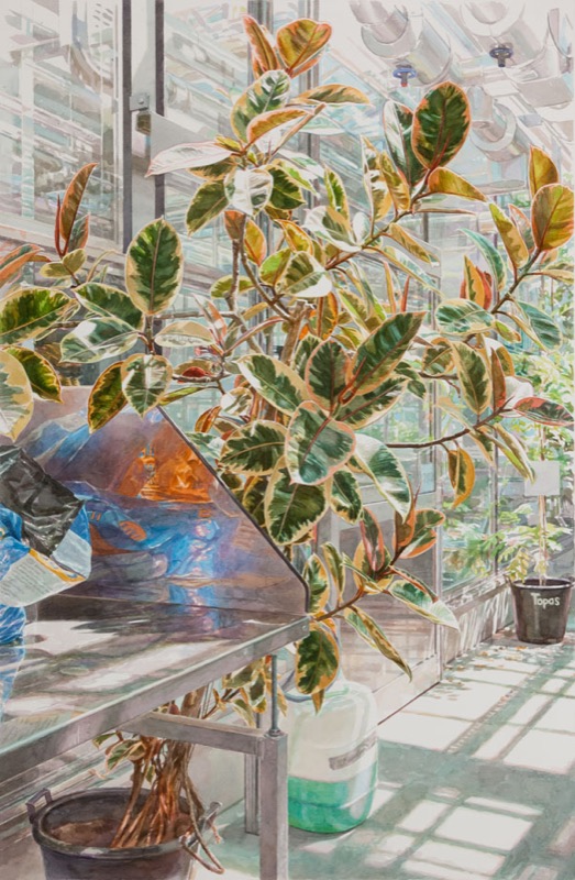 Aquarell: Ein Gummibaum mit grün-weißen Blättern in einem Gewächshaus, links eine Edelstahlablage, rechts ein Topf mit Schild „Topas“.