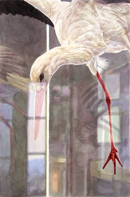 Aquarell: Ein ausgestopfter Storch beugt den Kopf nach unten, sein Schnabel und ein Bein sind rosa und rot, im Hintergrund spiegeln sich Fensterflächen.