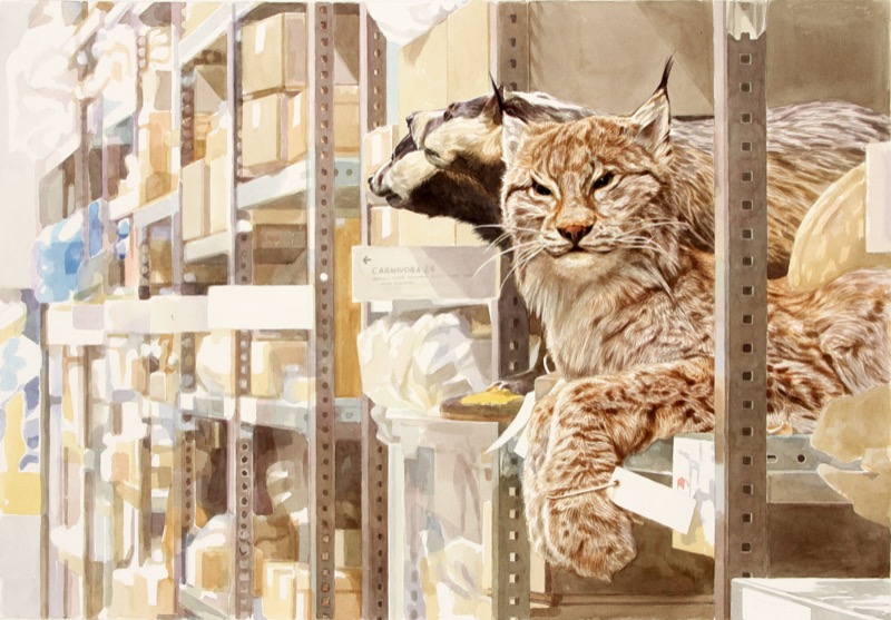 Aquarell: Ein ausgestopfter Luchs und ein Dachs schauen zwischen Metallregalen mit Kartons hervor, am Regal steht „Carnivora 24“.