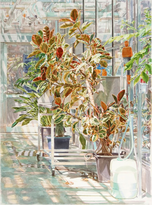 Aquarell: Ein Gummibaum mit rot-grünen Blättern im Gewächshaus, daneben ein Rollwagen mit Pflanzen und ein weißer Wasserkanister.