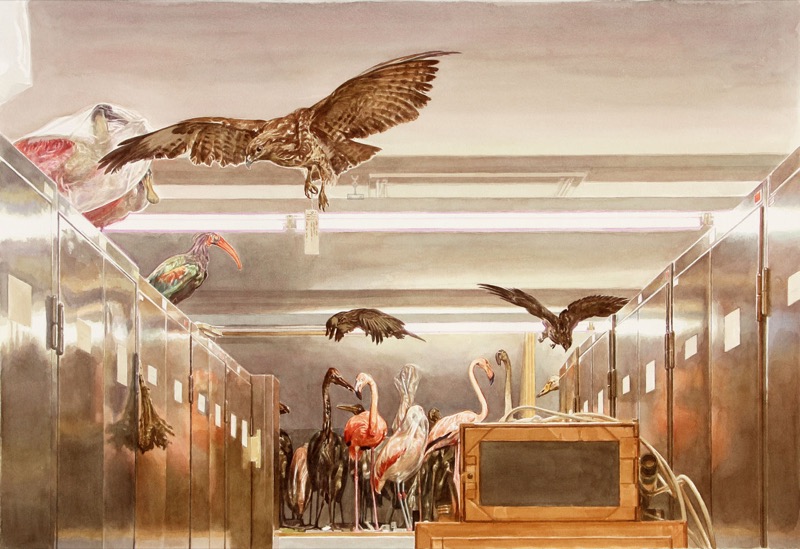 Aquarell: Ausgestopfte Vögel in einem Gang zwischen silbernen Schränken, oben fliegt ein Greifvogel, unten stehen Flamingos und andere Vögel.