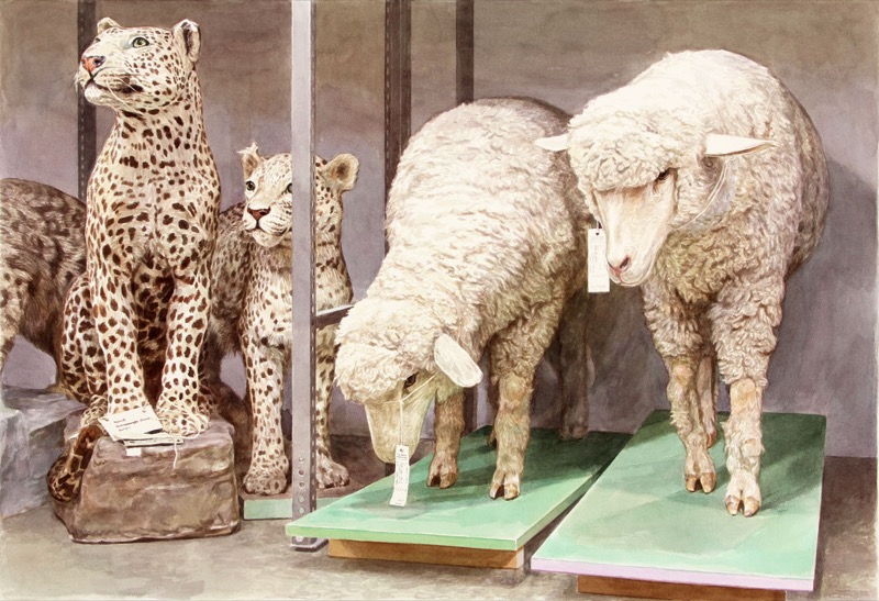 Aquarell: Zwei ausgestopfte Leoparden neben zwei Schafen auf grünen Platten, an den Tieren hängen Etiketten.