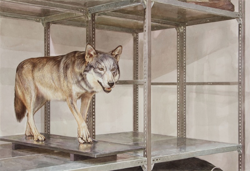 Aquarell: Ein ausgestopfter Wolf steht auf einer Metallplatte in einem leeren Regal aus Metall.