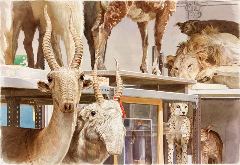 Aquarell: Zwei Saiga-Antilopen mit geringelten Hörnern schauen aus einem Regal, hinter ihnen ein Löwe, ein Gepard und weitere Tiere auf mehreren Ebenen.