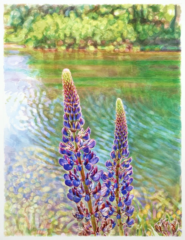 Aquarell: Zwei blauviolette Lupinen vor einem Weiher, dessen Wasser grün und blau schimmert und von Wellenringen überzogen ist.