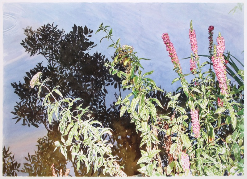 Aquarell: Rosa Blüten und grüne Blätter vor einer Wasserfläche, in der sich dunkle Bäume und ein blauer Himmel spiegeln.