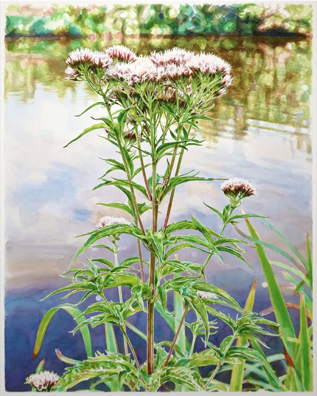 Aquarell: Eine Pflanze mit rosa Blütendolden am Wasser, dahinter spiegelt sich ein grünes Ufer.