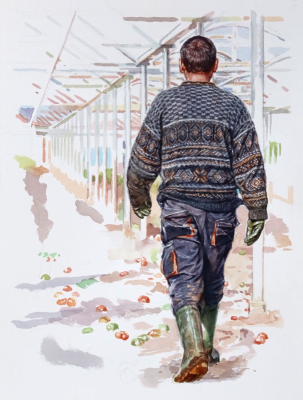 Aquarell: Ein Mann in gemustertem Pullover und Gummistiefeln geht von hinten gesehen durch ein Gewächshaus, auf dem Boden liegen Tomaten.