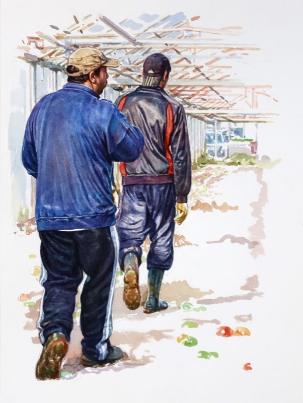 Aquarell: Zwei Männer in Jacken und Mützen gehen von hinten gesehen durch ein Gewächshaus, auf dem Boden liegen Tomatenreste.