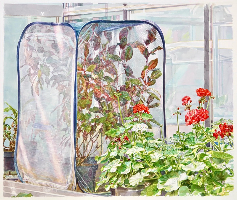 Aquarell: Ein durchsichtiges Zelt mit Pflanze in einem Gewächshaus, rechts davor rote und weiße Geranien.