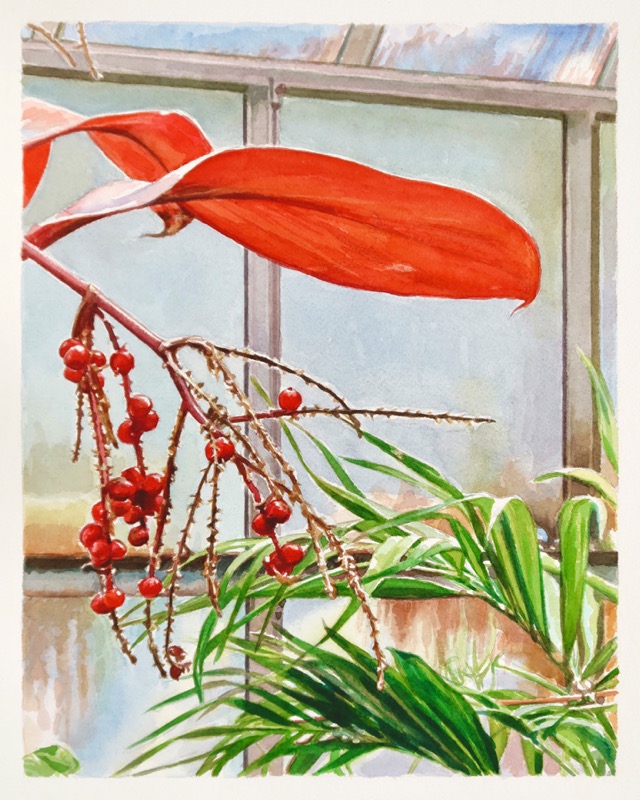 Aquarell: Roter Zweig mit roten Beeren und einem großen roten Blatt vor Gewächshausfenstern, unten grüne Palmblätter.