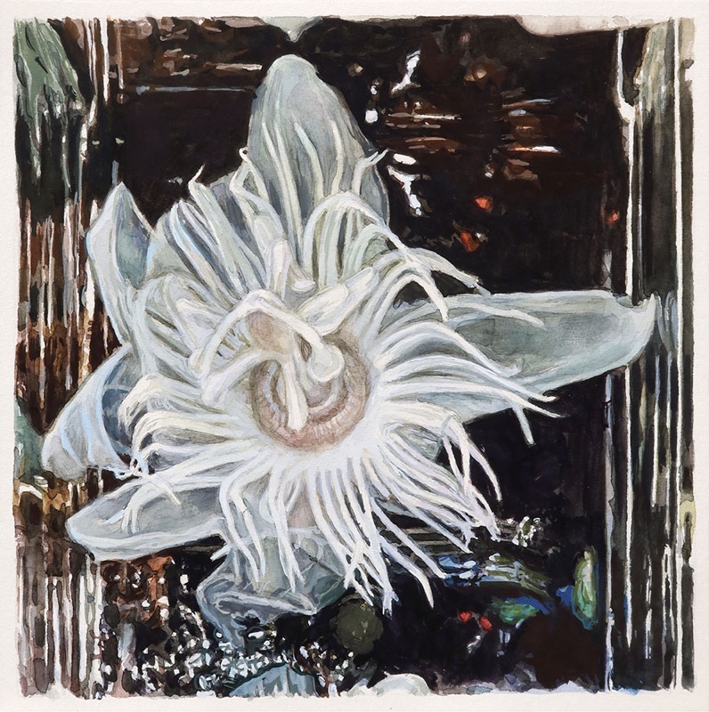 Aquarell und Gouache: Eine weiße Blüte mit fadenartigen Strahlen und durchscheinenden Blütenblättern vor einem dunklen, glänzenden Hintergrund.